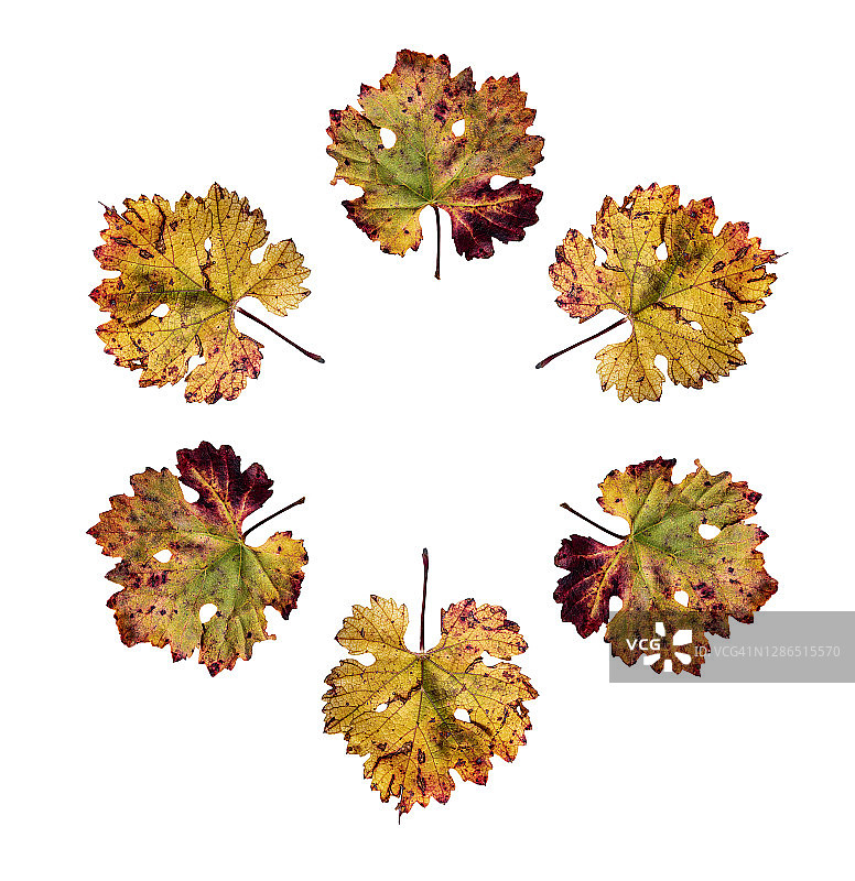 秋季葡萄藤干叶在白色背景上形成圆圈的特写全画幅图片素材