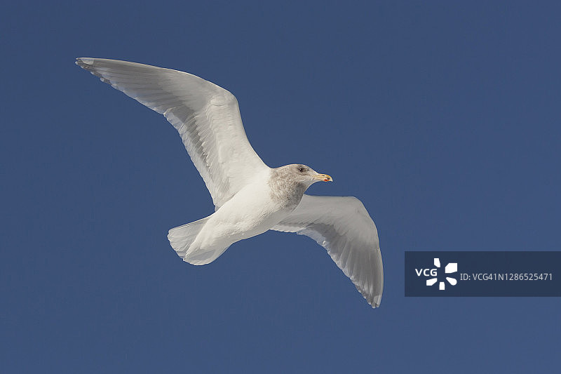 蓝天下飞翔的灰翅鸥图片素材