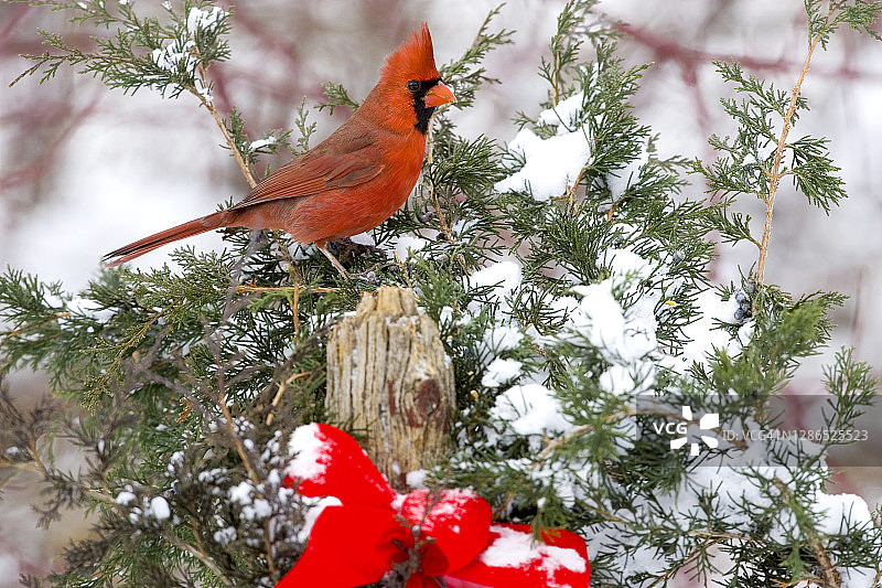 冬季的北红雀，雪和红色丝带图片素材