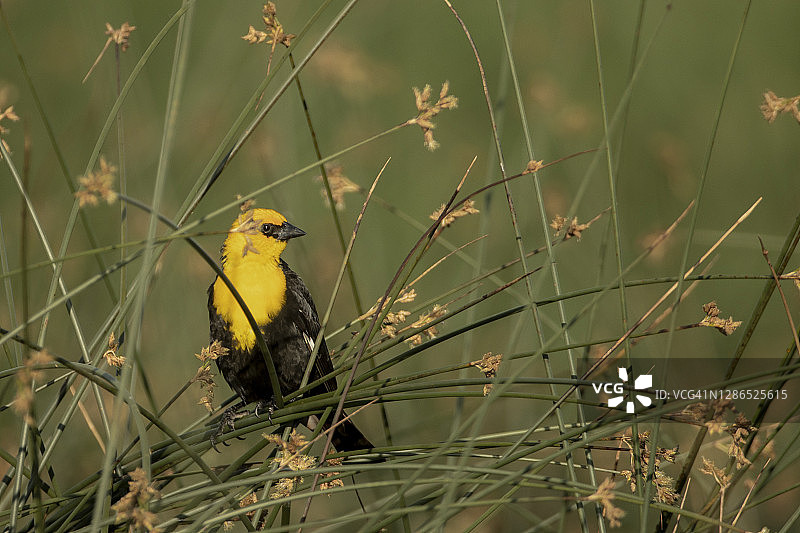 黄头黑鹂雄鸟图片素材
