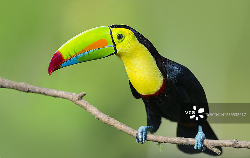 野外龙骨嘴巨嘴鸟图片素材