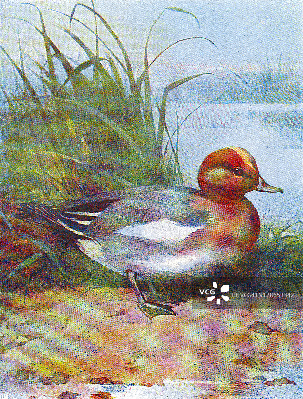 鸟类学：欧亚鹟古董雕刻插图图片素材