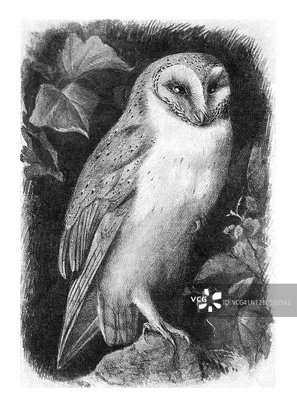 鸟类学-仓鸮（Tyto alba）旧版雕刻插图图片素材