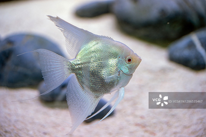 带各种观赏鱼的玻璃鱼缸图片素材