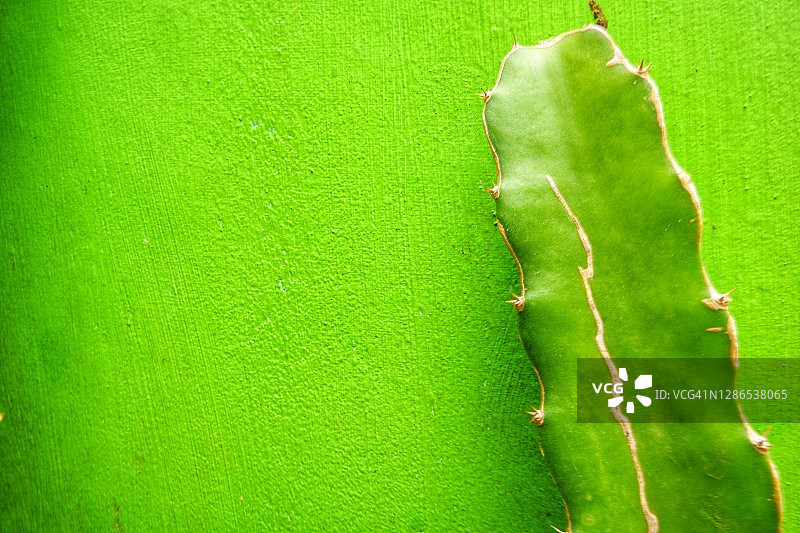 仙人掌图片素材