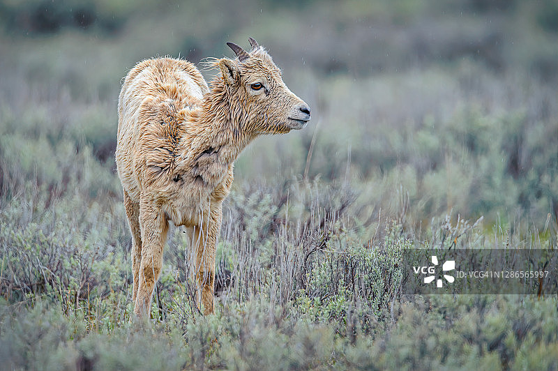 大提顿国家公园的小野山羊宝宝图片素材