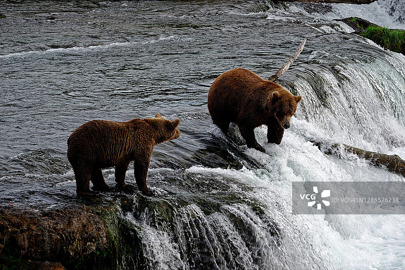瀑布上的熊图片素材