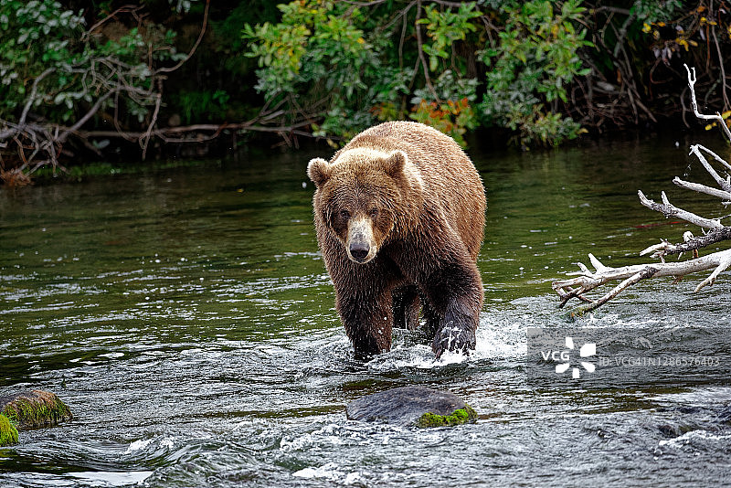 卡特迈国家公园的官方迎宾员图片素材