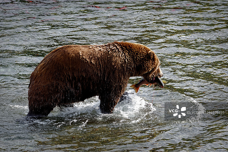 看起来某只熊要吃鱼了！图片素材