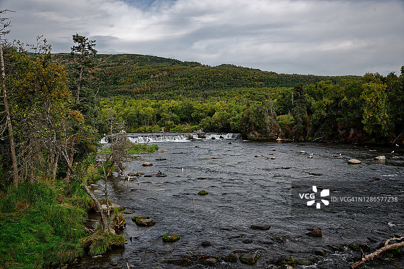 卡特迈国家公园布鲁克斯瀑布和棕熊全景图片素材