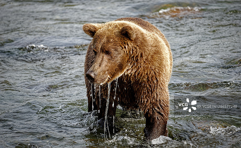 熊渴望鲑鱼时的表情图片素材