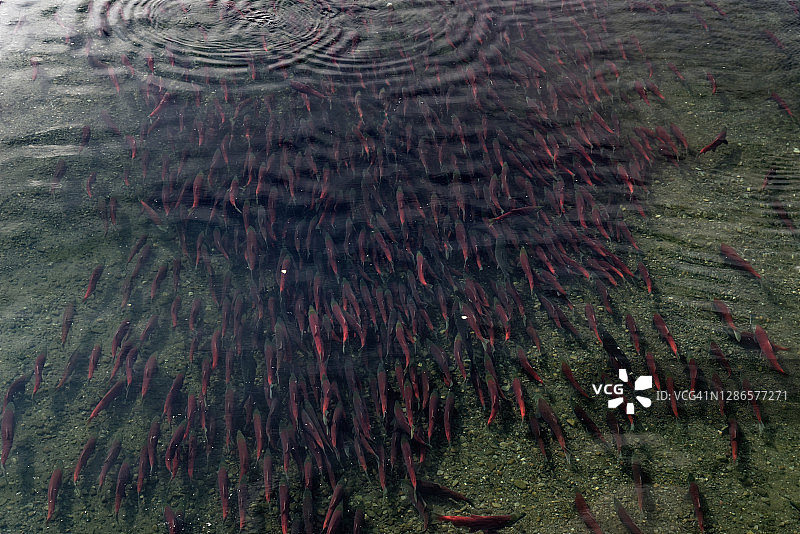 红鲑鱼群图片素材