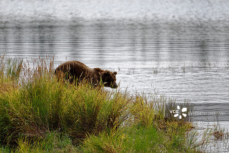 野性使然图片素材