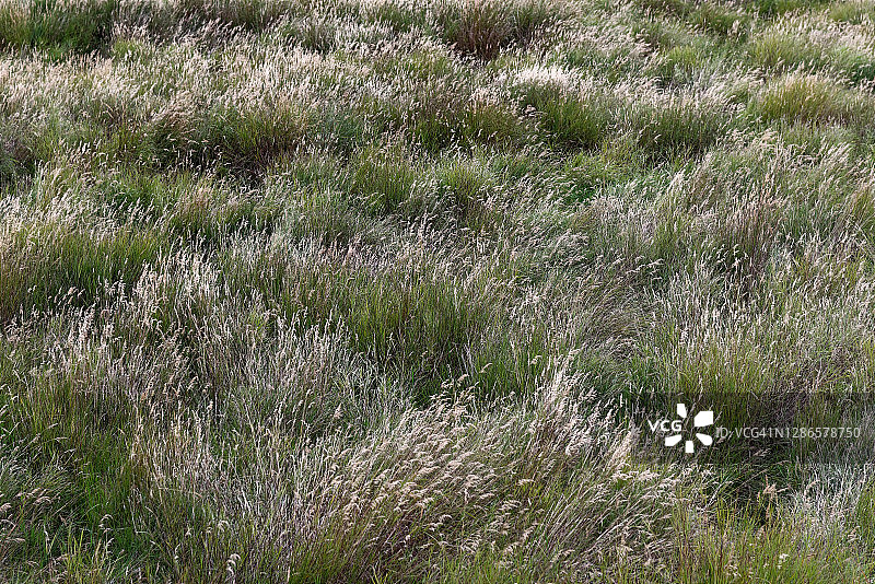 当我看草摇曳时，奇迹与漫步之间的界限变得模糊图片素材