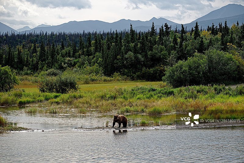 卡特迈，我们多么爱你！图片素材