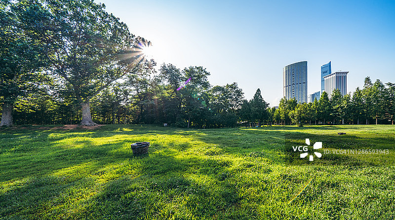 公园里的草坪和树木图片素材