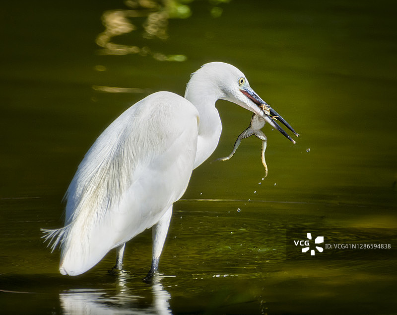 鸟捕食青蛙图片素材