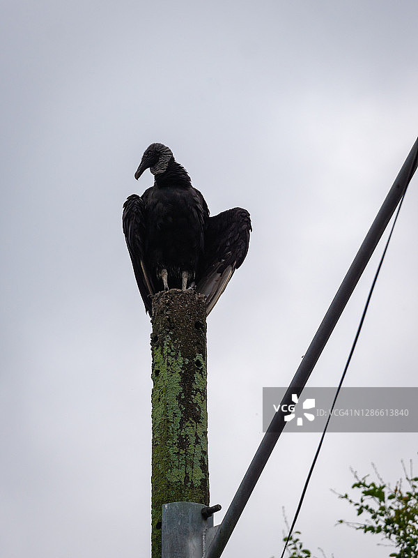 晴天里站在柱子上的黑秃鹰图片素材