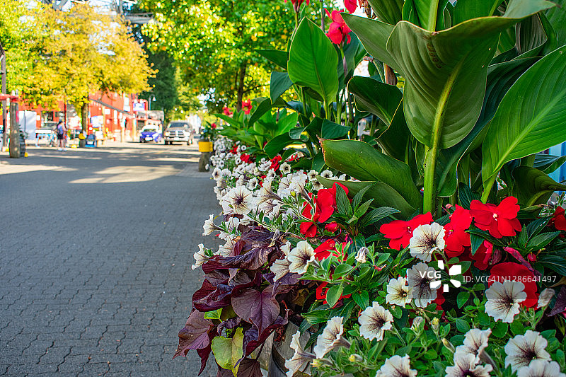 盛开的格兰维尔岛图片素材