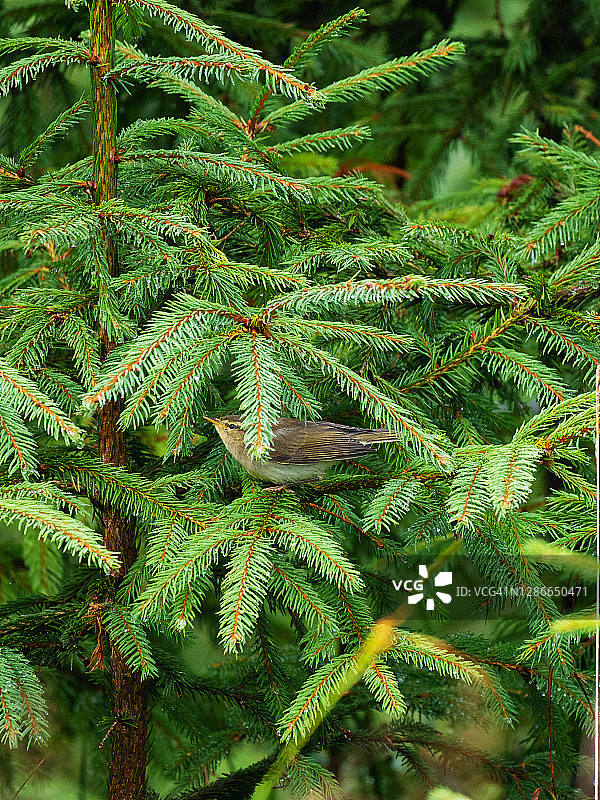 森林里冷杉树枝上的小鸟图片素材