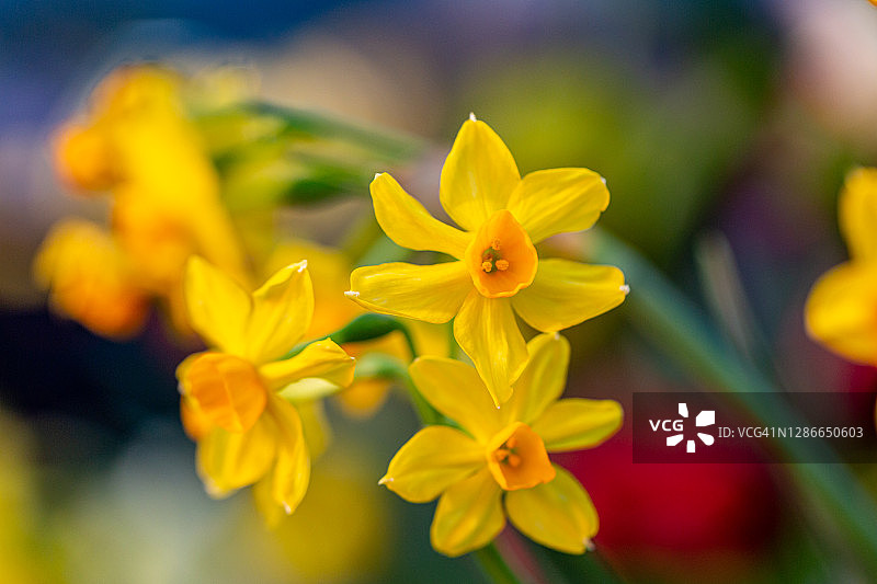 花园中的黄色水仙花图片素材