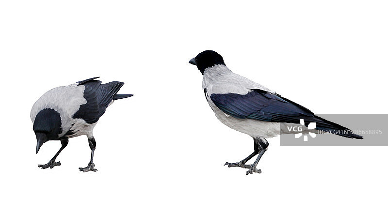 白底孤立的寒鸦图片素材