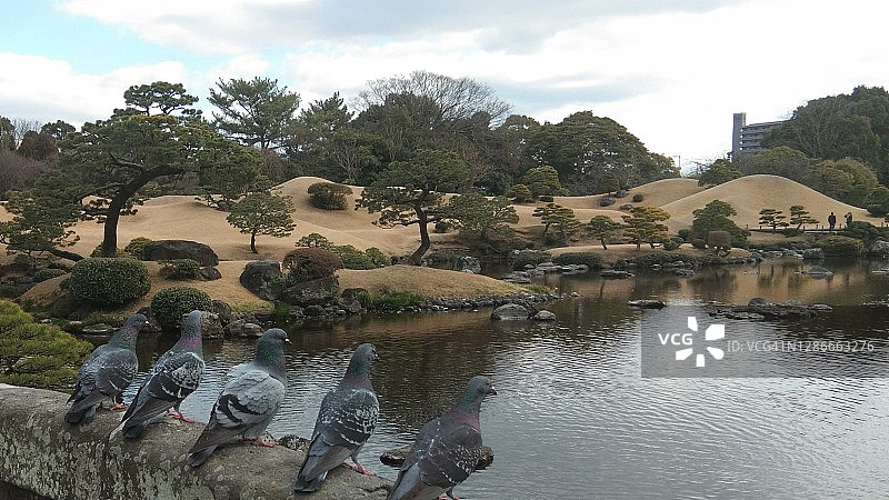 我和五只鸽子图片素材