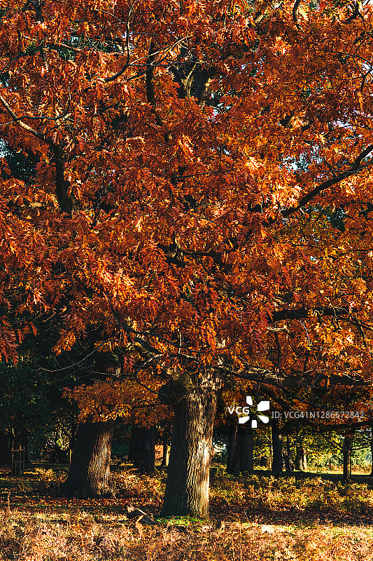 伦敦公园的日出-库存照片图片素材