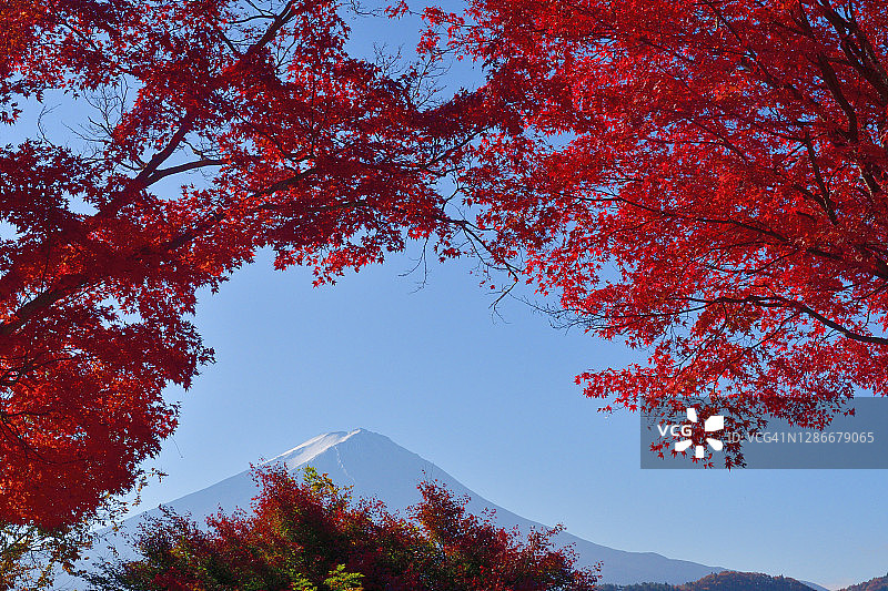 富士五湖之河口湖的秋叶颜色图片素材