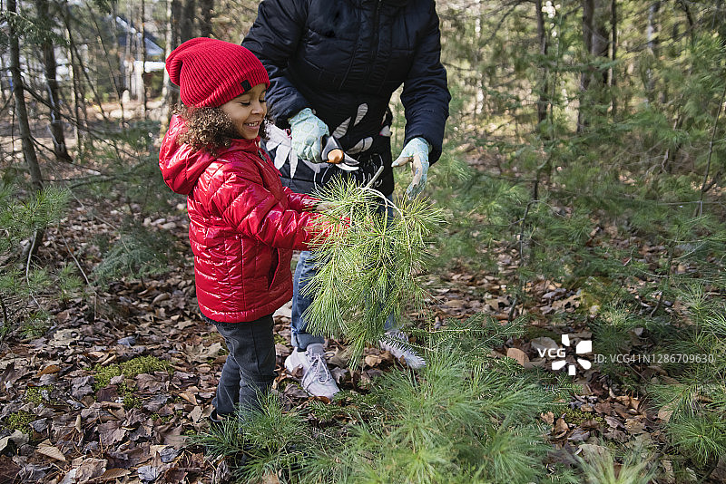 祖孙在森林里捡拾冷杉树枝做手工图片素材