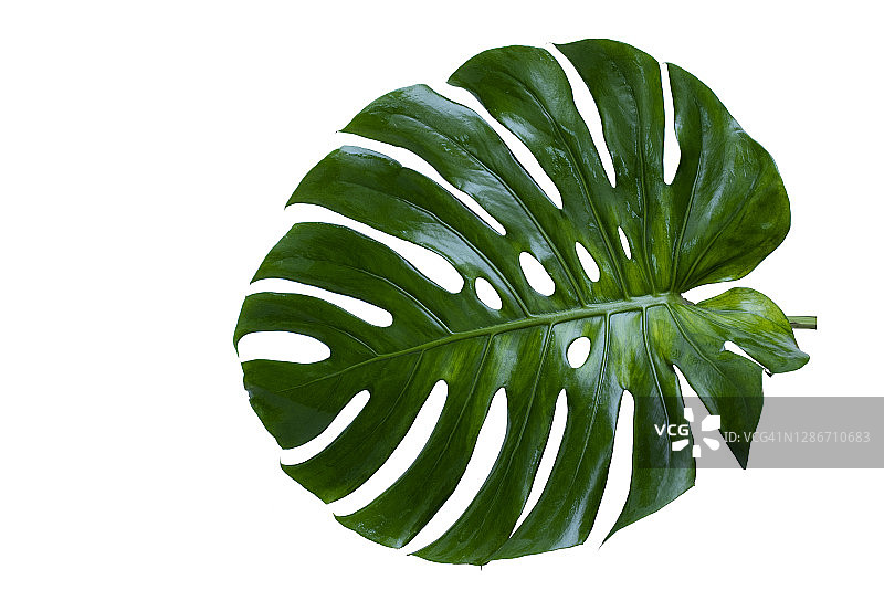 热带森林中的绿叶龟背竹图片素材