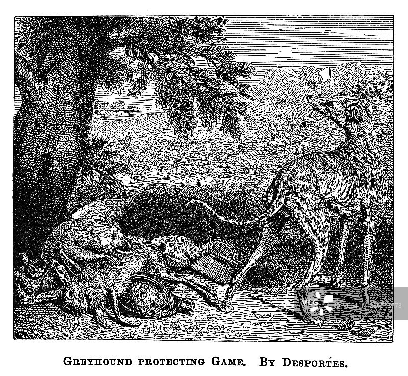 亚历山大-弗朗索瓦·德斯波特斯创作的格雷伊猎犬保护猎物的古老雕刻插图图片素材
