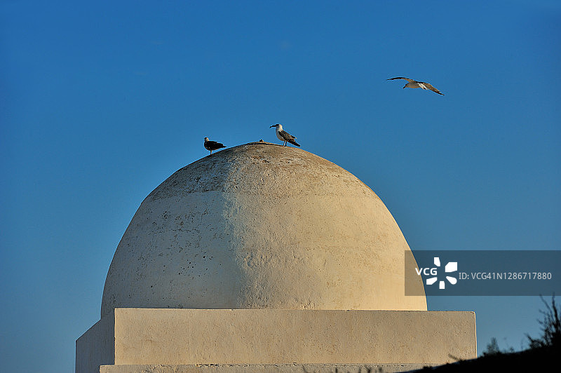 马赫迪亚，海洋公墓圆顶上的鸟图片素材