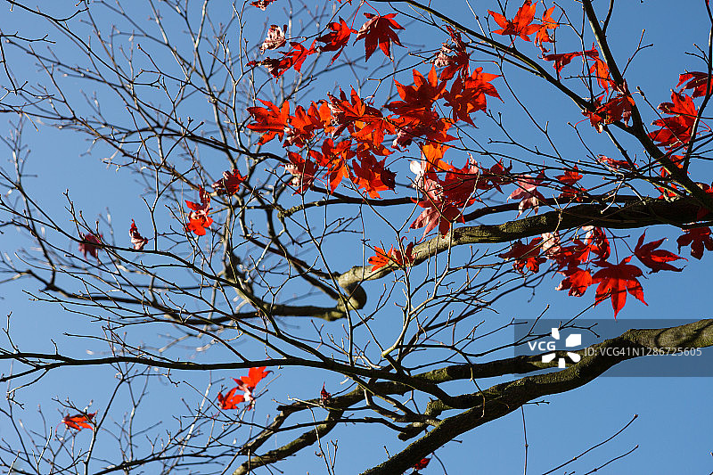 蓝天下树枝上的秋季红叶图片素材