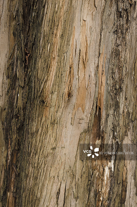 南方蓝桉树干上脱落的树皮图片素材