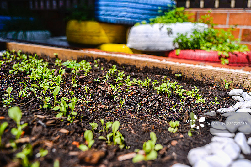 家庭花园图片素材
