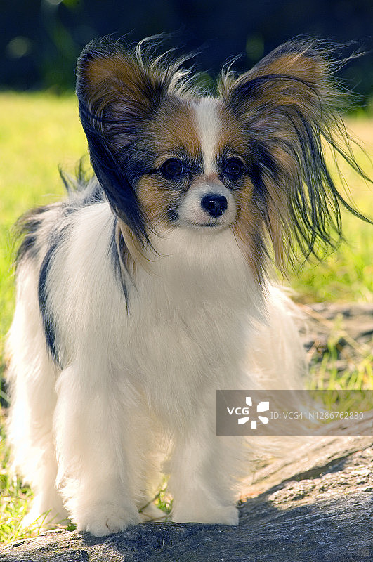 在纽约中央公园拍摄的蝴蝶犬图片素材