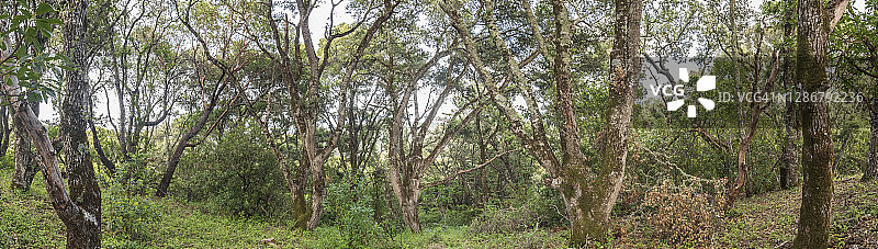 橡树林全景图片素材