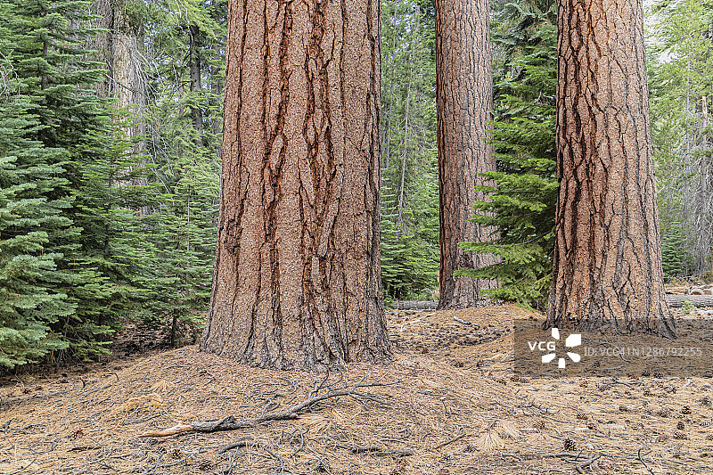 优胜美地国家公园的糖松树干图片素材