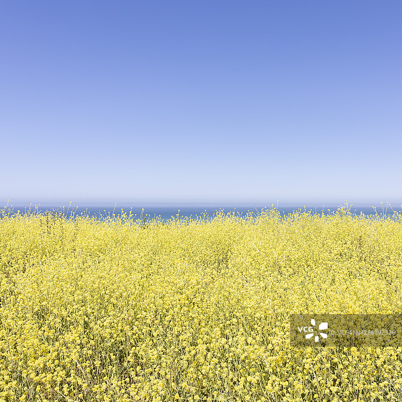 盛开的黄色花朵，背景为海洋图片素材