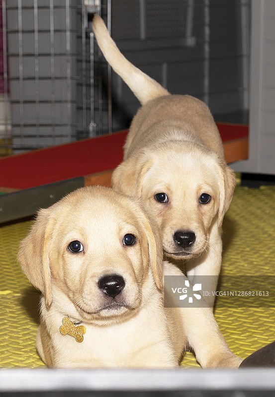两只看着镜头的金色拉布拉多幼犬图片素材