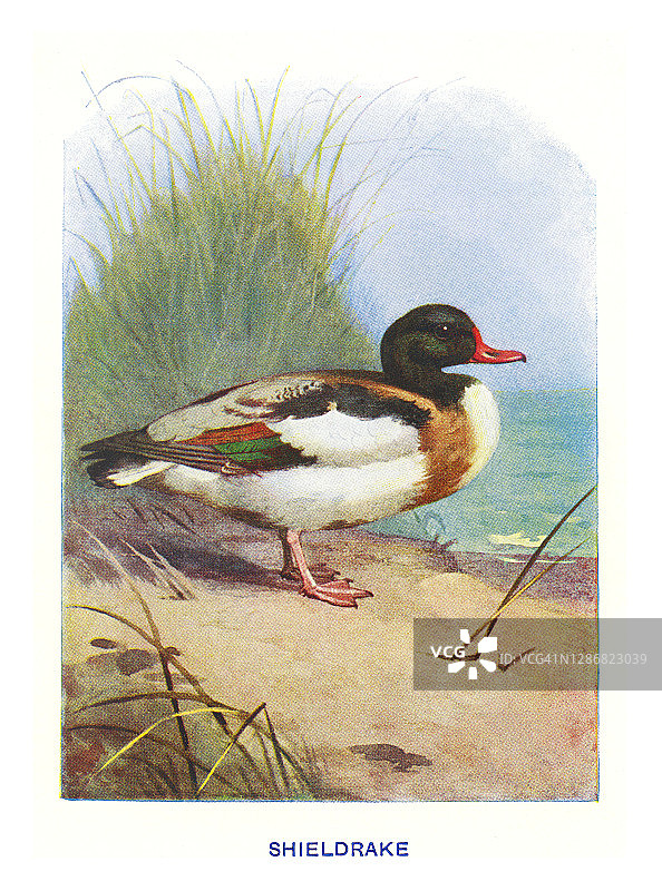 鸟类学 - 普通赤麻鸭古董雕刻插图图片素材