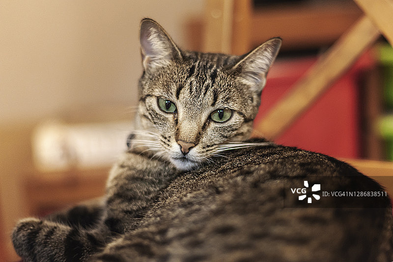 躺在椅子上的猫特写图片素材