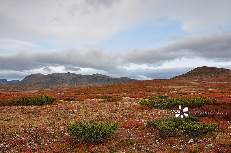 秋叶色山景：高山桧树图片素材