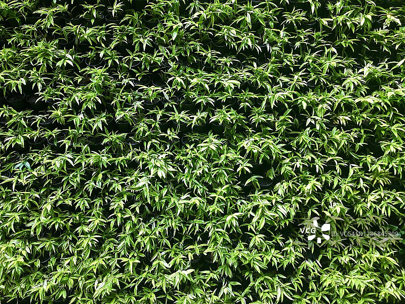 芭堤雅美丽花园——绿色墙面背景图片素材