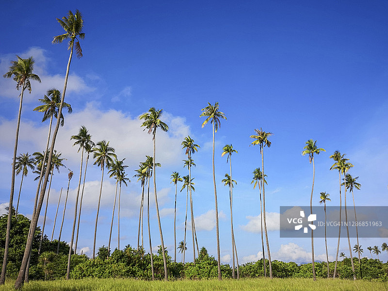 带复制空间的热带椰子棕榈树图片素材
