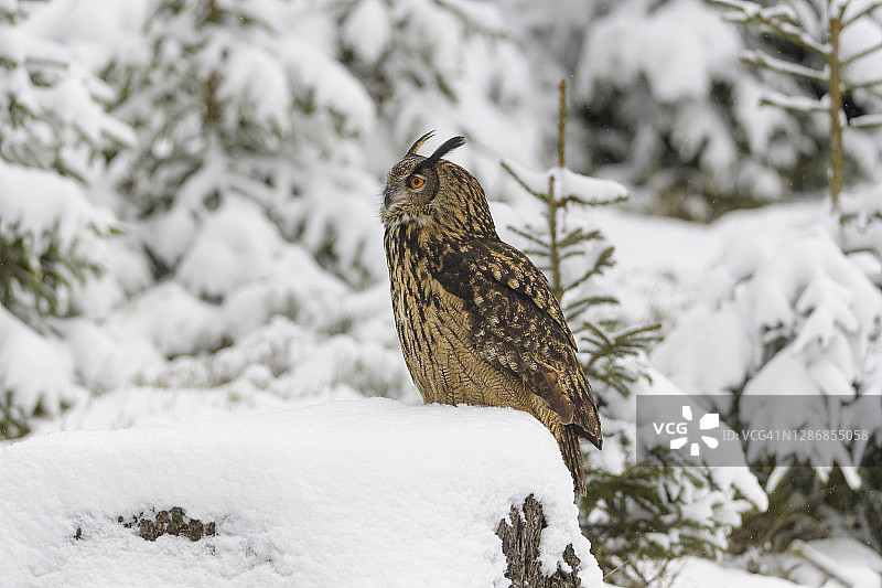 冬季的雕鸮图片素材