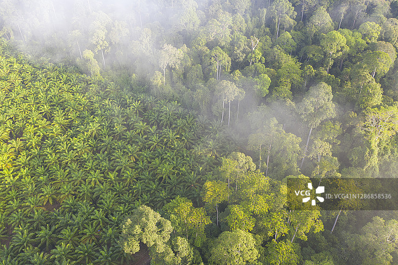 马来西亚沙巴婆罗洲雨林旁的棕榈油种植园图片素材