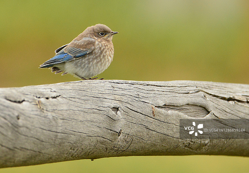 栖息在篱笆柱上的蓝色知更鸟幼鸟图片素材