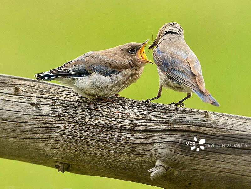 蓝知更雀的觅食时间图片素材